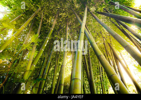 Foresta di bamboo texture flare luce solare attraverso la struttura ad albero Foto Stock