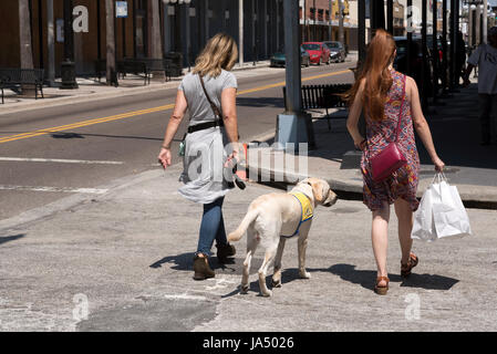 Donna attraversare una strada per la formazione di un cane compagni Labrador cane in Ybor City Tampa Florida USA Foto Stock