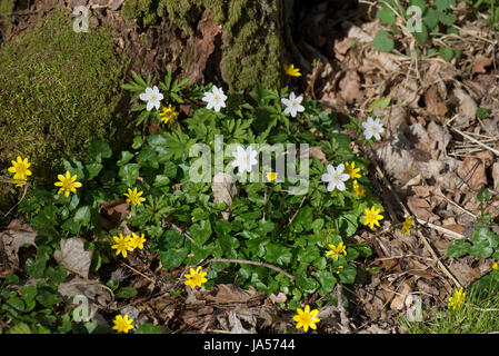 Inizio di legno bianco, anemone Anemone nemorosa , e lesser celandine, Ranunculus verna, molla di fiori di bosco, grazioso e aperto in la pezzata luce di un Foto Stock