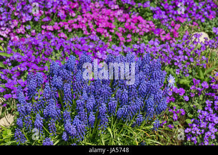Aubretia, Aubrieta sp., e l'uva giacinto, Muscari sp., blu, rosa e rosso primi fiori di primavera su un giardino rockery, Berkshire, Marzo Foto Stock