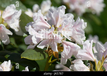 Fiori e foglie di rododendro Cunningham "bianco", lievi fiori rosa su questa primavera flowerinf ericaceous arbusto, Berkshire, Aprile Foto Stock