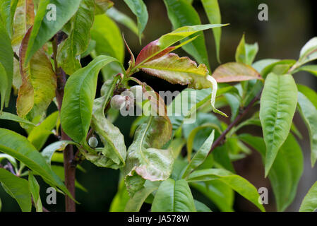 Peach leaf curl, Taphrina defrmans, una malattia fungina deformare e vesciche le foglie di un giovane albero di pesche noci in un giardino frutteto, può Foto Stock