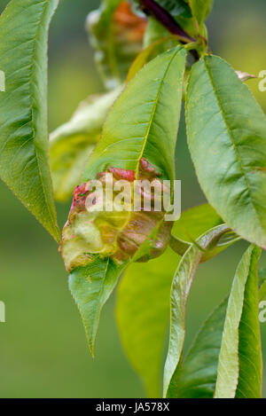 Peach leaf curl, Taphrina defrmans, una malattia fungina deformare e vesciche le foglie di un giovane albero di pesche noci in un giardino frutteto, può Foto Stock