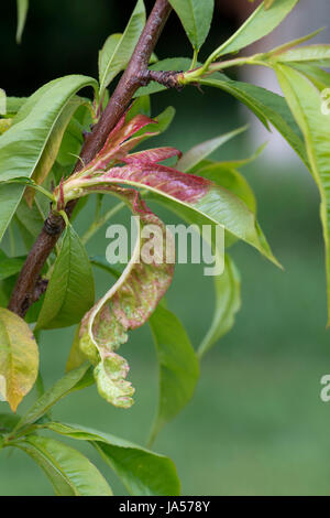 Peach leaf curl, Taphrina defrmans, una malattia fungina deformare e vesciche le foglie di un giovane albero di pesche noci in un giardino frutteto, può Foto Stock