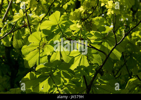Luce del sole di primavera brilla attraverso le foglie giovani di un ippocastano o conker, Aesculus hippocastaneum, albero, Berkshire, può Foto Stock