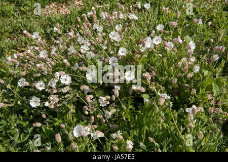 Mare campion, Silene uniflora, fioritura delle piante su Chesil Beach, Dorset, può Foto Stock