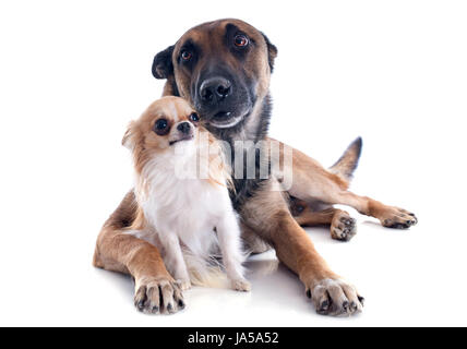 Cane, cucciolo, amicizia, bella beauteously, Nizza, animale, marrone, marrone, Foto Stock