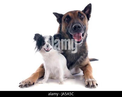 Cane, cucciolo, amicizia, bella beauteously, Nizza, animale, marrone, marrone, Foto Stock