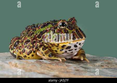 Ornati Rana cornuta (Ceratophrys ornata) Foto Stock