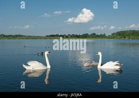 Famiglia di cigni su un laghetto. Foto Stock