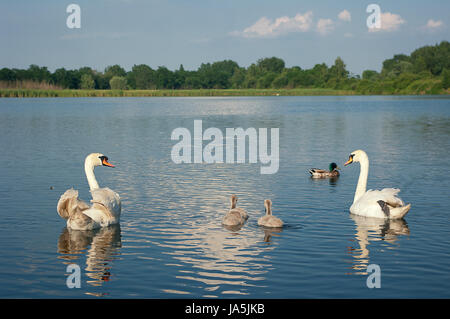 Famiglia di cigni su un laghetto. Foto Stock