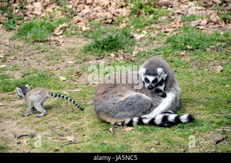 Lemuri o makis famiglia con bambino giocando Foto Stock