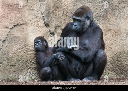 La madre e il bambino gorilla di montagna al Taronga Zoo, Sydney, Australia. Foto Stock