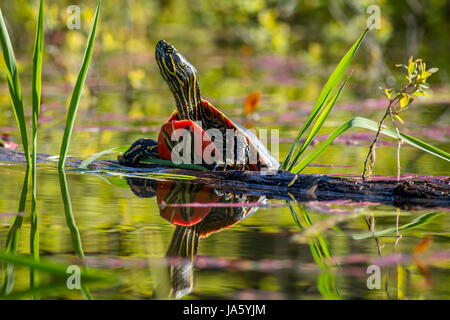 Un dipinto di turtle poggia su un log in acqua calma in Twin Lakes, Idaho. Foto Stock