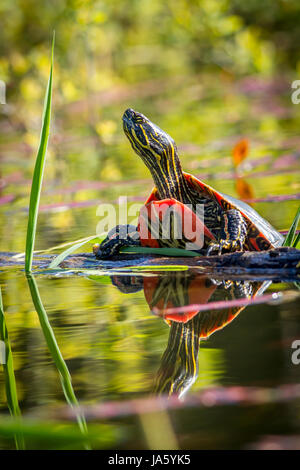 Un dipinto di turtle poggia su un log in acqua calma in Twin Lakes, Idaho. Foto Stock