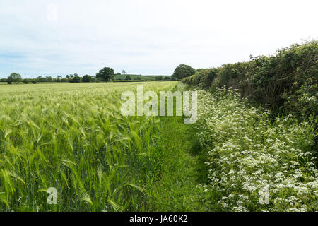 Un sentiero che corre tra un campo di orzo e di una siepe con fiori selvatici in estate Foto Stock