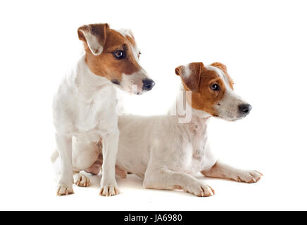 Ritratto di un jack di razza russels terrier in studio Foto Stock