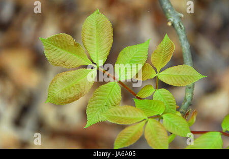 Foglie, il colore della pelle, veleno, giardinaggio, tenera, colore, rash, prato verde, edera, Foto Stock