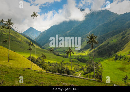 Cera palme di Cocora Valley, Colombia Foto Stock