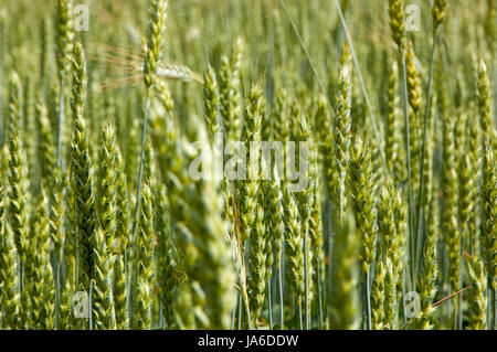 Campo di grano, che non è ancora maturo. Close up. Foto Stock