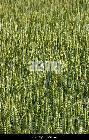 Campo di grano, che non è ancora maturo. Close up. Foto Stock