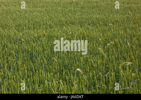 Campo di grano, che non è ancora maturo. Close up. Foto Stock
