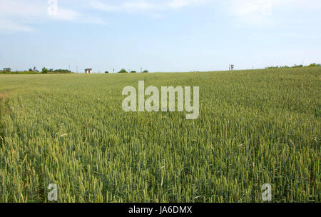 Campo di grano, che non è ancora maturo. Close up. Foto Stock