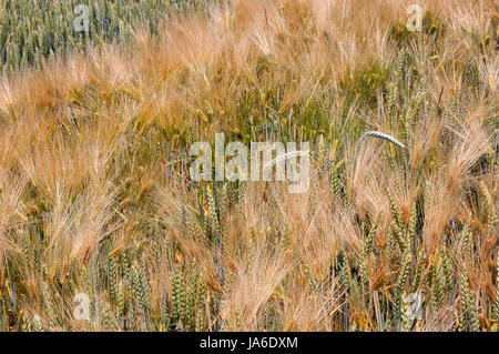 Campo di grano, che non è ancora maturo. Close up. Foto Stock