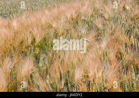 Campo di grano, che non è ancora maturo. Close up. Foto Stock