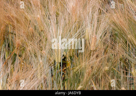 Campo di grano, che non è ancora maturo. Close up. Foto Stock