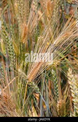 Campo di grano, che non è ancora maturo. Close up. Foto Stock