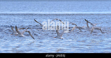 Raggruppamento di Caspian sterne volando a bassa quota sopra acciaio acqua blu Foto Stock