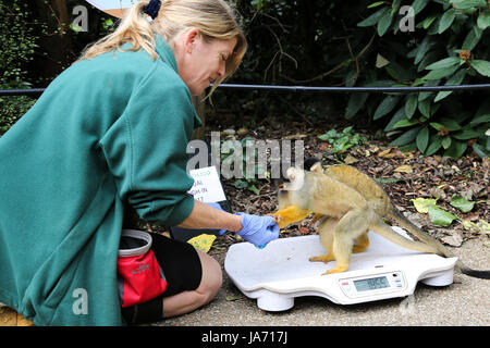 Londra, Regno Unito. 24 Ago, 2017. Zookeeper pesa e misure di pulcini di pinguino, scimmie scoiattolo, gorilla, tartarughe e rana durante lo zoo di pesare annuale-in allo Zoo di Londra. I custodi del giardino zoologico sono responsabili di più di 20.000 animali spendere ore attraverso l'anno pesi di registrazione di ciascuno e di ogni animale compresi penguin pulcini, scimmie scoiattolo e gorilla, tartarughe e rana. Credito: Dinendra Haria/Alamy Live News Foto Stock