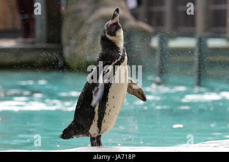 Londra, Regno Unito. 24 Ago, 2017. Suzi Hyde Senior custode dello zoo pesa e misure penguin pulcini allo Zoo di Londra. I custodi del giardino zoologico sono responsabili di più di 20.000 animali spendere ore attraverso l'anno pesi di registrazione di ogni animale. Credito: Dinendra Haria/Alamy Live News Foto Stock