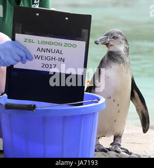 Londra, Regno Unito. 24 Ago, 2017. Suzi Hyde Senior custode dello zoo pesa e misure penguin pulcini allo Zoo di Londra. I custodi del giardino zoologico sono responsabili di più di 20.000 animali spendere ore attraverso l'anno pesi di registrazione di ogni animale. Credito: Dinendra Haria/Alamy Live News Foto Stock