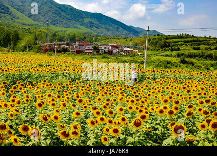 Xian, Cina. 24 Ago, 2017. Girasoli blossom nel Xi'an, Cina nord-occidentale della provincia di Shaanxi. Credito: ZUMA Press, Inc./Alamy Live News Foto Stock