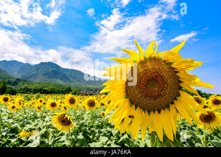 Xian, Cina. 24 Ago, 2017. Girasoli blossom nel Xi'an, Cina nord-occidentale della provincia di Shaanxi. Credito: ZUMA Press, Inc./Alamy Live News Foto Stock