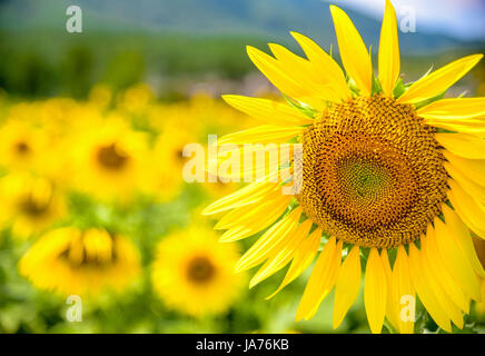 Xian, Cina. 24 Ago, 2017. Girasoli blossom nel Xi'an, Cina nord-occidentale della provincia di Shaanxi. Credito: ZUMA Press, Inc./Alamy Live News Foto Stock