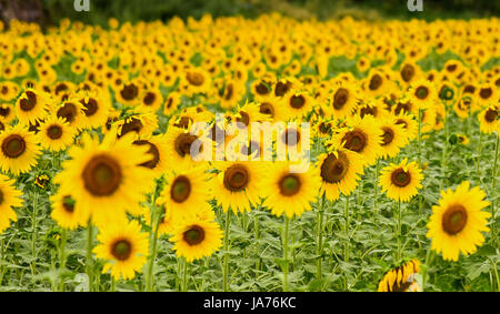 Xian, Cina. 24 Ago, 2017. Girasoli blossom nel Xi'an, Cina nord-occidentale della provincia di Shaanxi. Credito: ZUMA Press, Inc./Alamy Live News Foto Stock