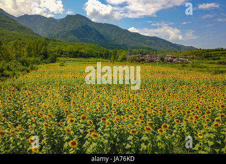 Xian, Cina. 24 Ago, 2017. Girasoli blossom nel Xi'an, Cina nord-occidentale della provincia di Shaanxi. Credito: ZUMA Press, Inc./Alamy Live News Foto Stock