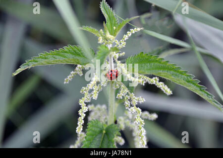 Beetle, Ortica, rosso coccinella, macro close-up, macro di ammissione, vista ravvicinata, Foto Stock
