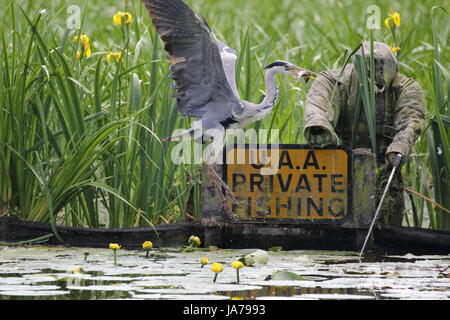 Airone cenerino la pesca Foto Stock