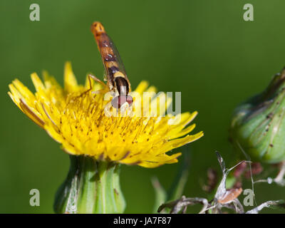 Hoverfly sphaerophoria scripta raccoglie il polline su fiore giallo di Sonchus close up Foto Stock