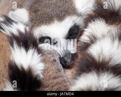 Anello-tailed lemuri raggomitolati insieme per il calore Foto Stock