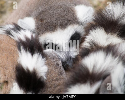 Anello-tailed lemuri raggomitolati insieme per il calore Foto Stock