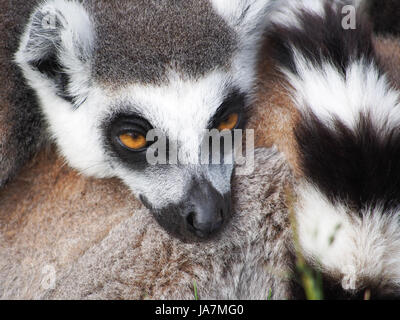 Anello-tailed lemuri raggomitolati insieme per il calore Foto Stock