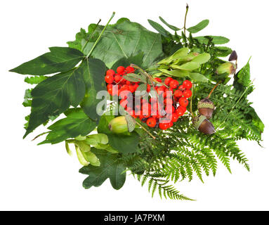 Still Life, leaf, isolato, albero, flora, botanica, estate, summerly, rovere, felce, Foto Stock
