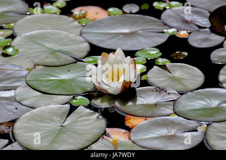 Gartenteich, Seerosen, Weiße Seerose (Nymphaea alba), Foto Stock