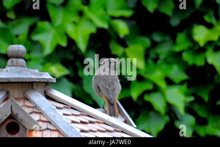 Gartenrotschwanz auf Vogelhaus, Foto Stock