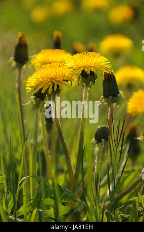 Bloom, blossom, fiorire, fiorente, fioriture, blowball, Tarassaco, spurgo Foto Stock